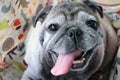 Portrait, close-up face, pug dog, smiling, happy, seeing tongue and teeth, bright eyes