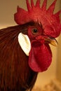 Portrait close up farm chicken rooster with large red head comb and auburn feathers Royalty Free Stock Photo