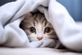 Portrait close up head shot of little kitten hiding under the blanket Royalty Free Stock Photo