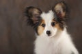 Portrait close-up of puppy papilion on dark brown background. Royalty Free Stock Photo