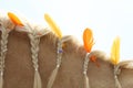 Domestic horse braided mane decorated with feather on the neck Royalty Free Stock Photo