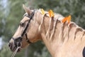 Domestic horse braided mane decorated with feather on the neck Royalty Free Stock Photo