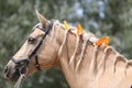 Domestic horse braided mane decorated with feather on the neck Royalty Free Stock Photo