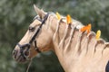 Domestic horse braided mane decorated with feather on the neck Royalty Free Stock Photo