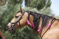 Domestic horse braided mane decorated with feather on the neck Royalty Free Stock Photo