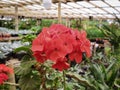 Red Geraniums flower bloom in the greenhouse nursery garden Royalty Free Stock Photo