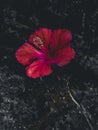 Red Shoeblack plant flower (Hibiscus rosa-sinensis, Bunga Sepatu, Kembang Sepatu) bloom dark background Royalty Free Stock Photo