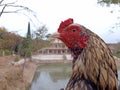 Portrait or close up of rooster also called as fighter or asil chicken.