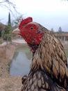 Portrait or close up of rooster also called as fighter or asil chicken.