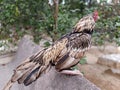 Portrait or close up of rooster also called as fighter or asil chicken.