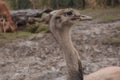 Portrait close up shoot of ostrich, Struthionidae