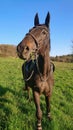 PORTRAIT: Close up shot of curious horse looking at the camera and eating grass. Royalty Free Stock Photo