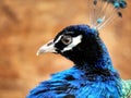 Portrait close up of single peacock head with blue feathers. Bird species wallpaper Royalty Free Stock Photo