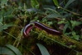 A millipede beast Royalty Free Stock Photo