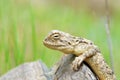 The portrait of Trapelus ruderatus , Horny-scaled Agama