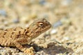 The portrait of Trapelus ruderatus , Horny-scaled Agama