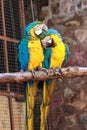 Portrait of two blue yellow macaw parrots Royalty Free Stock Photo