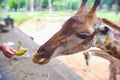 close up view of giraffe and person hand feeding food banana in the park at Thailand zoo Royalty Free Stock Photo