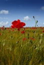 Portrait close up view of a single red poppy flower, in a field of barley, and other poppies in the distance, with a bright blue Royalty Free Stock Photo