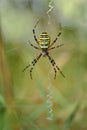 Portrait close up of a wasp spider Argiope bruennichi sitting in its cobweb waiting for prey