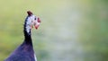 Portrait close up of White head and red mouth Wild guinea fowl hen with natural blurred background