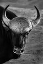 Portrait close up of wild Gaur Royalty Free Stock Photo