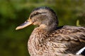 Portrait and close-up of a young brown duck sitting in front of a green background in nature Royalty Free Stock Photo