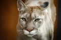 Close portrait young Cougars walking Royalty Free Stock Photo