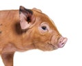 Portrait close-up of a young pig head mixedbreed, isolated