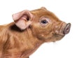 Portrait close-up of a young pig head mixedbreed, isolated