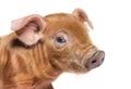 Portrait close-up of a young pig head mixedbreed