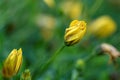 A portrait of a closed yellow spannish daisy with some of its kind blurred in the background. The flower has some dew or rain