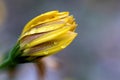 A portrait of a closed yellow spannish daisy with some raindrops or dewdrops on the flower