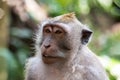 Portrait closeup, Balinese Long Tailed Monkey. Green vegetation in background.