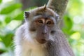 Portrait closeup, Balinese Long Tailed Monkey. Tree, green vegetation in background.