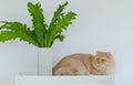 Portrait closeup face shot of cute little domestic cat fluffy orange long hair pet pussycat kitten lying down resting relaxing on Royalty Free Stock Photo