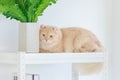 Portrait closeup face shot of cute little domestic cat fluffy orange long hair pet pussycat kitten lying down resting relaxing on Royalty Free Stock Photo