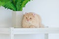 Portrait closeup face shot of cute little domestic cat fluffy orange long hair pet pussycat kitten lying down resting relaxing on Royalty Free Stock Photo