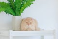 Portrait closeup face shot of cute little domestic cat fluffy orange long hair pet pussycat kitten lying down resting relaxing on Royalty Free Stock Photo