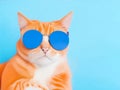 Portrait and closeup, ginger cat wearing sunglasses. light blue background, isolated and copy space