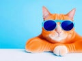 Portrait and closeup, ginger cat wearing sunglasses. light blue background, isolated and copy space