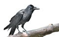 Portrait closeup Rook