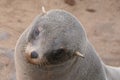 Portrait of a sad fur seal cub, Cape Cross, Namibia Royalty Free Stock Photo