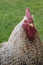 Beautiful rooster with red crest