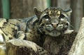 Portrait of clouded leopard