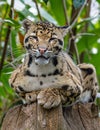 Portrait of Clouded Leopard, big feline