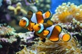 Portrait of a clown fish swimming by the coral reef Royalty Free Stock Photo