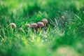 Portrait of cluster of mushrooms growing in a green grass lawn low perspective Royalty Free Stock Photo