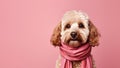 Portrait Cobberdog or Labradoodle dog in scarf isolated on pink background. Cute Maltipoo dog. Lovely pet