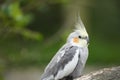 Portrait of a cockatiel against a green background